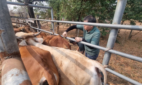 ปศุสัตว์จังหวัดตาก ดำเนินการฉีดวัคซีน​ป้องกันโรคระบาดสัตว์​ให้กัยโคเนื้อของเกษตรกรอำเภอบ้านตาก